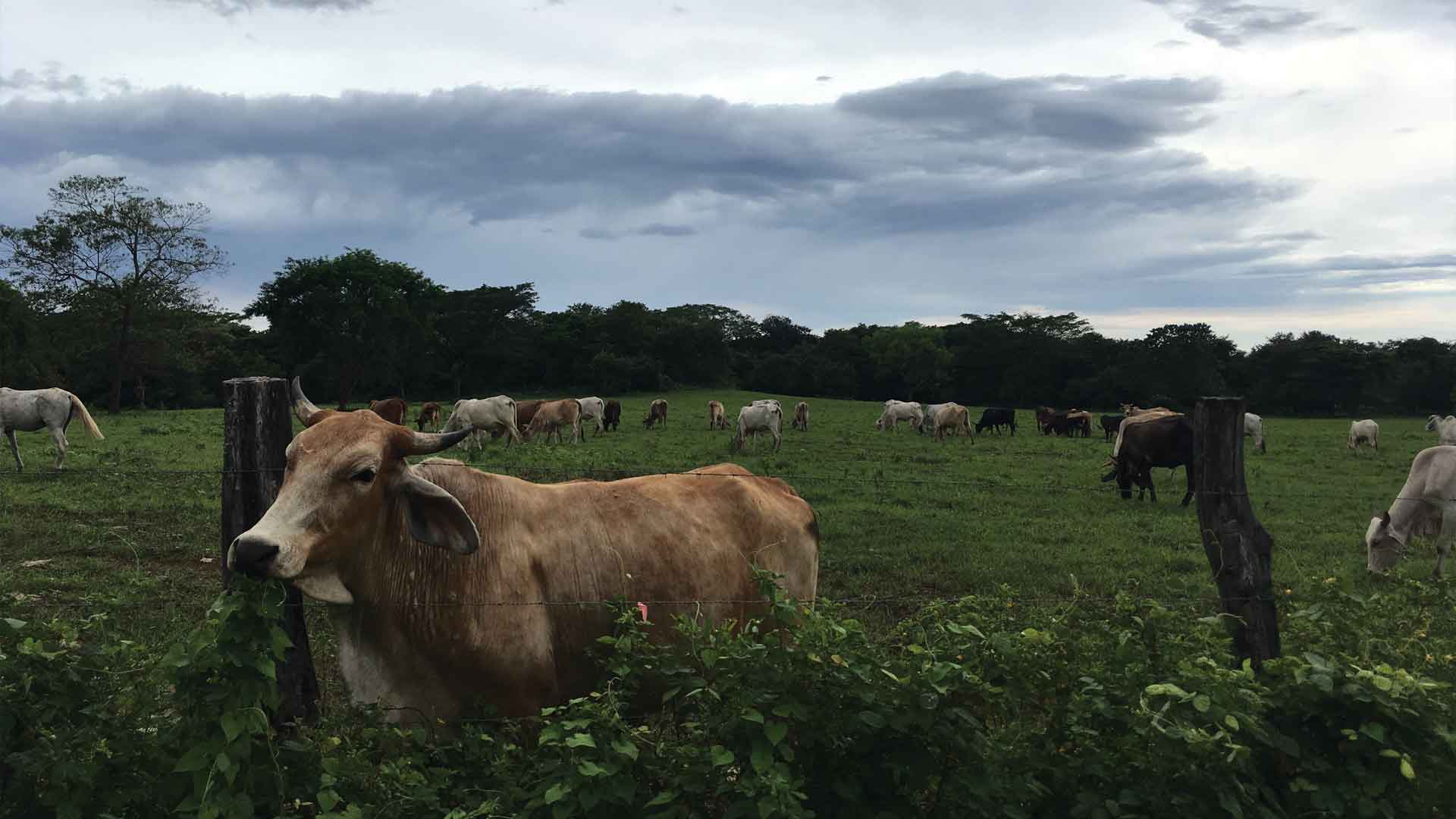 A tan cow eating a vine backdropped by a diverse herd of cattle grazing under cloudy skies