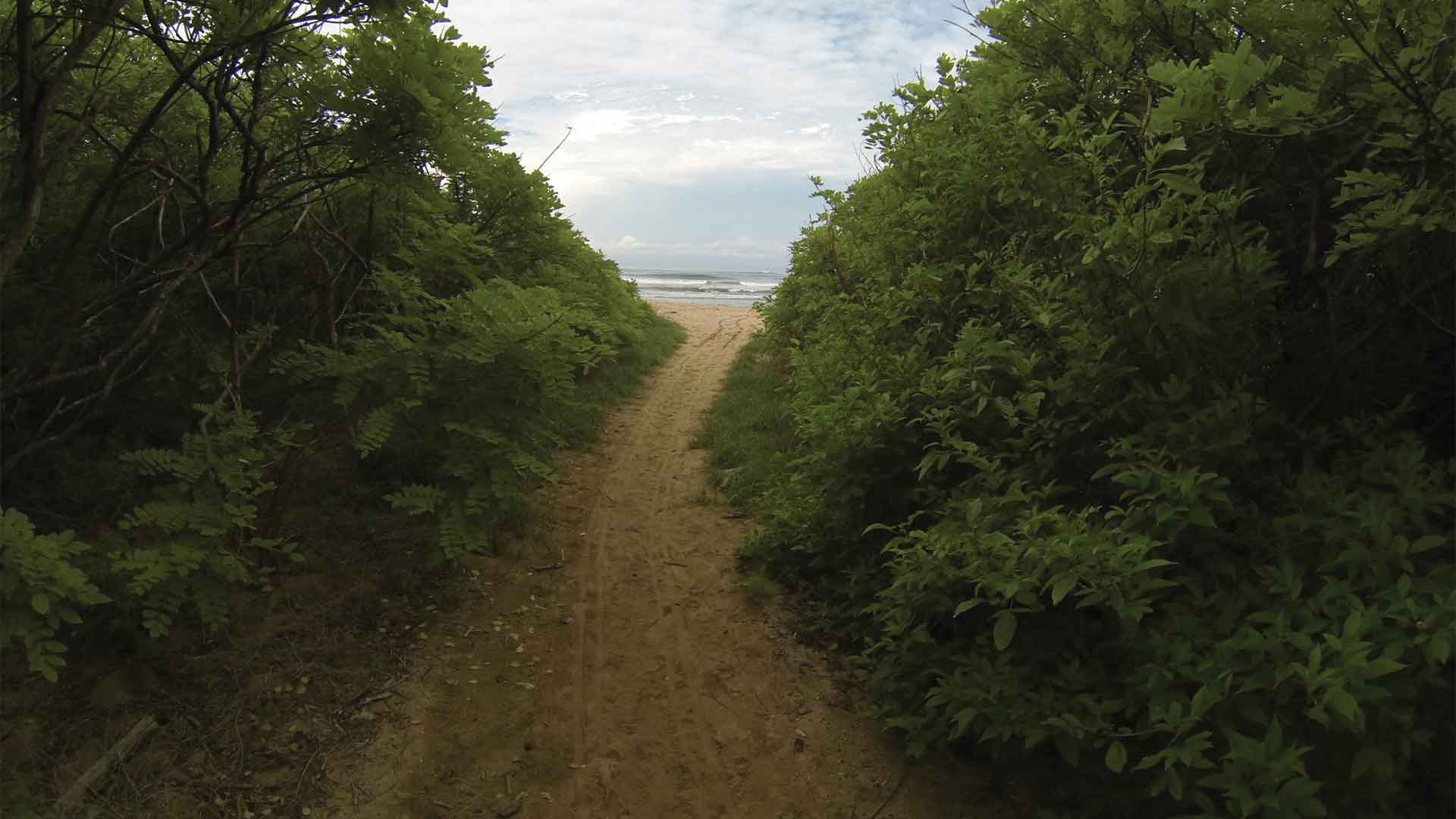 Sandy walkway through green bushes leading to waves at Playa Grande beach in Costa Rica