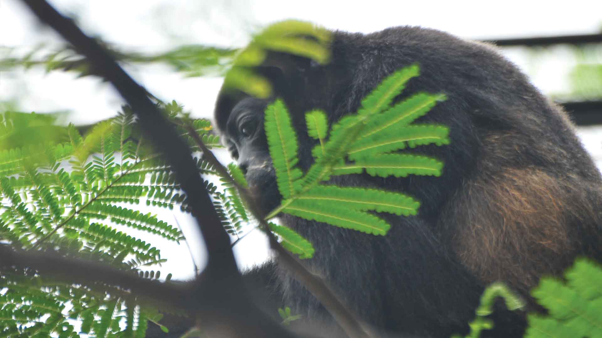 Howler monkey looking down in a tree shrouded by ferns