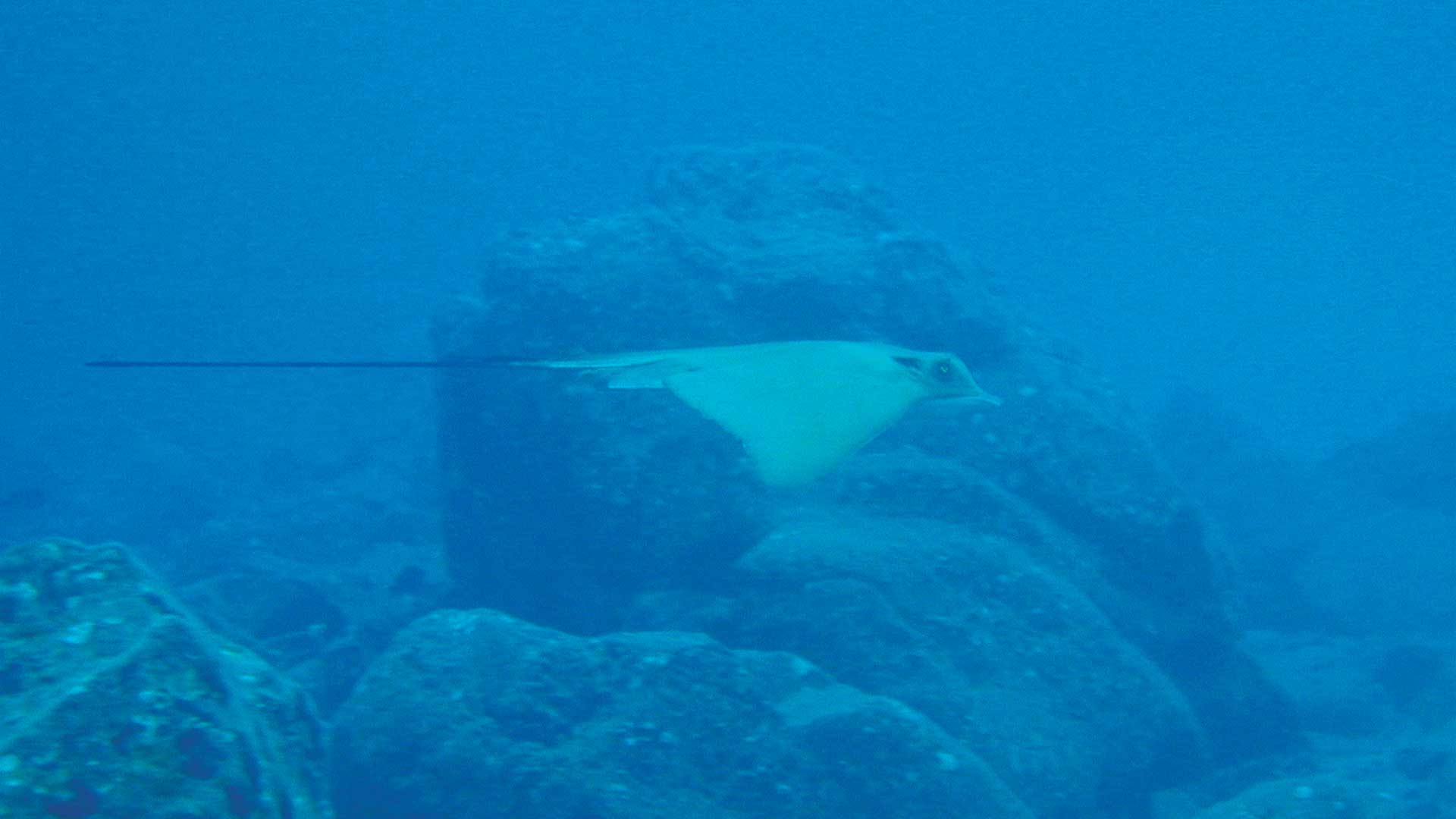 Profile of a ray swimming above rocks underwater in Playa Grande, Costa Rica