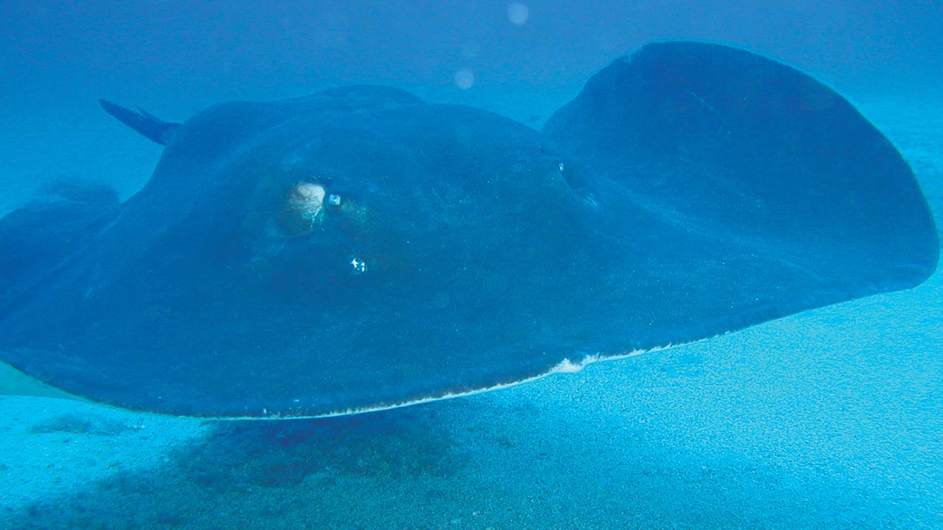 Manta ray swims above the ocean floor in Playa Grande, Costa Rica