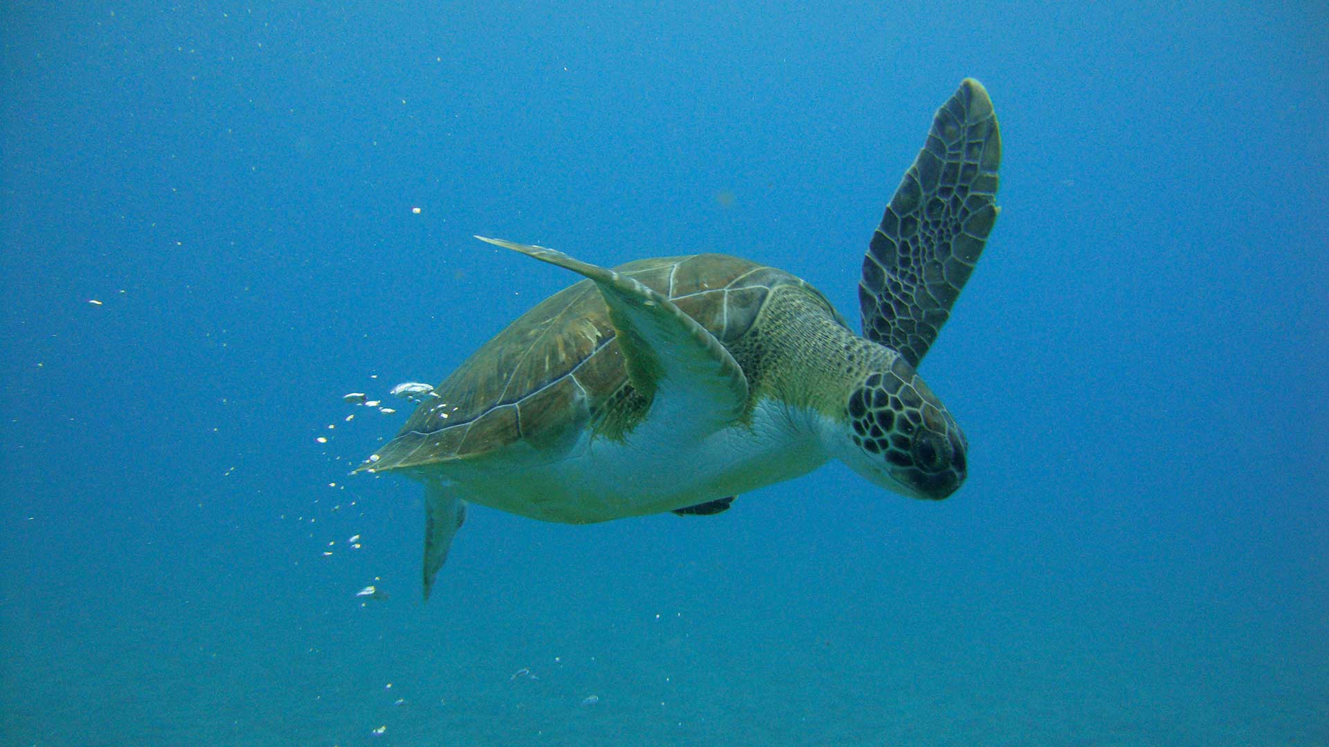 Adult Leatherback turtle looks down while swimming underwater in Playa Grande, Costa Rica