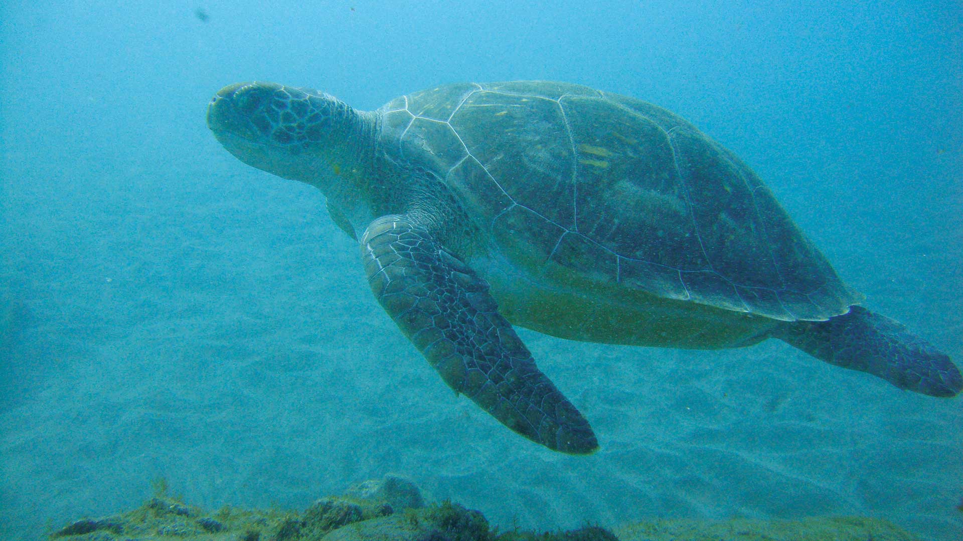 An adult Leatherback turtle swimming underwater in Playa Grande, Costa Rica