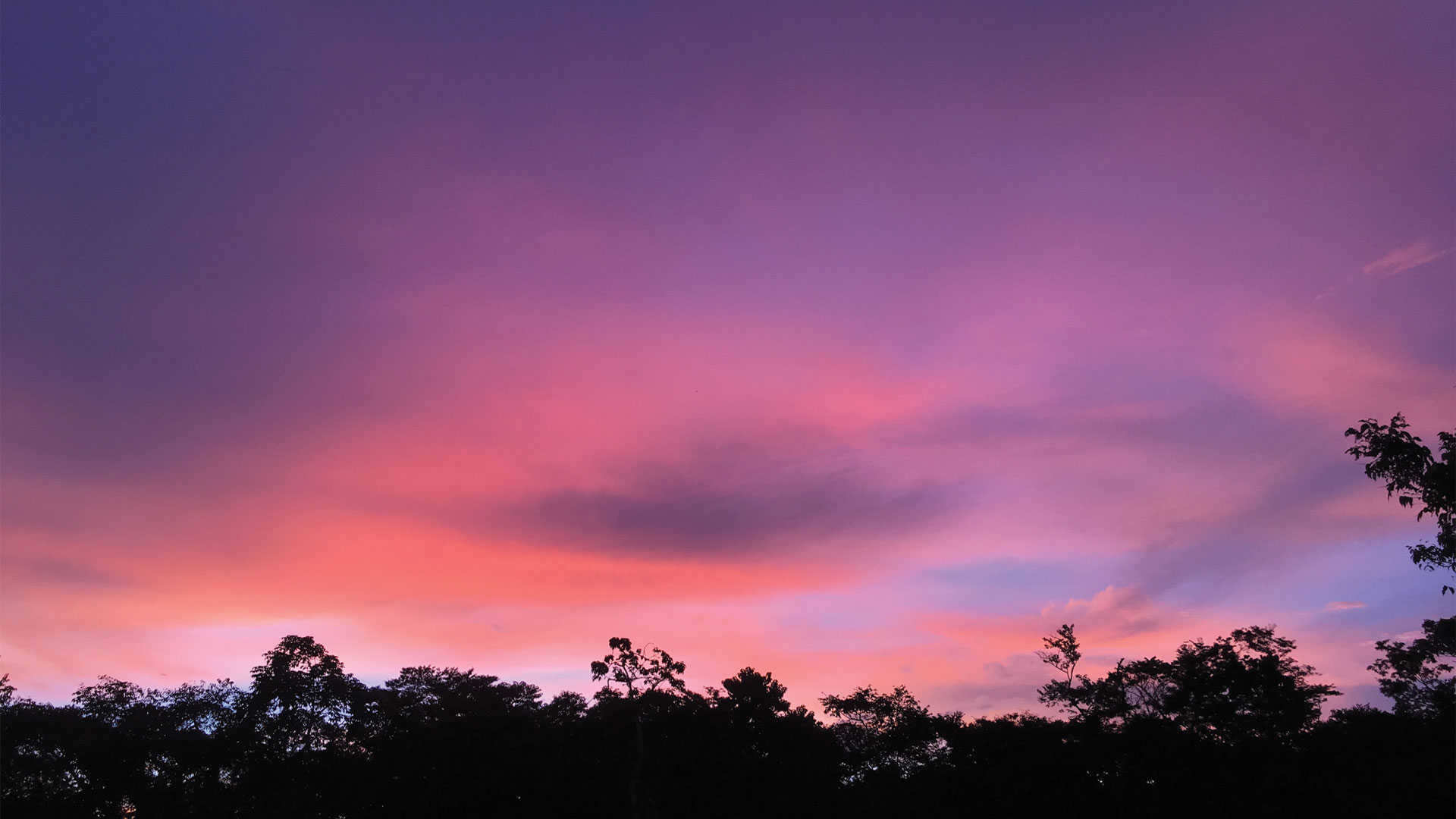 Pink and purple sunset jungle silhouette in Playa Grande, Costa Rica