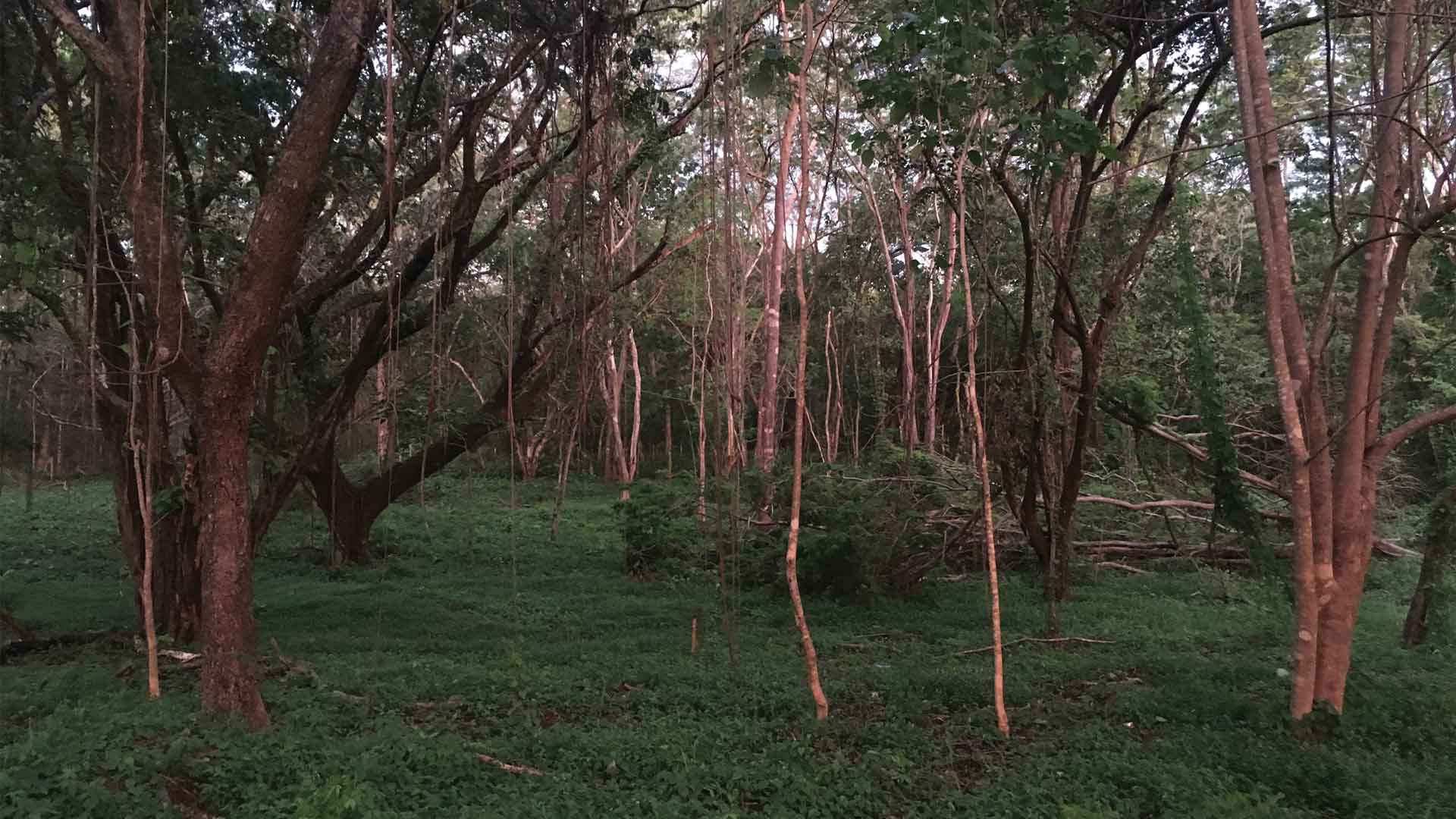 Trees, vines, and lianas over grassy jungle floor in Playa Grande, Guanacaste, Costa Rica
