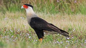 A Crested cara cara bird standing in grass with flowers