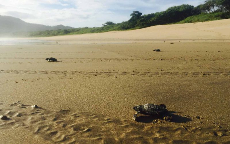 Baby leatherback turtles migrating from nest to sea on sandy beach at Playa Grande, Costa Rica