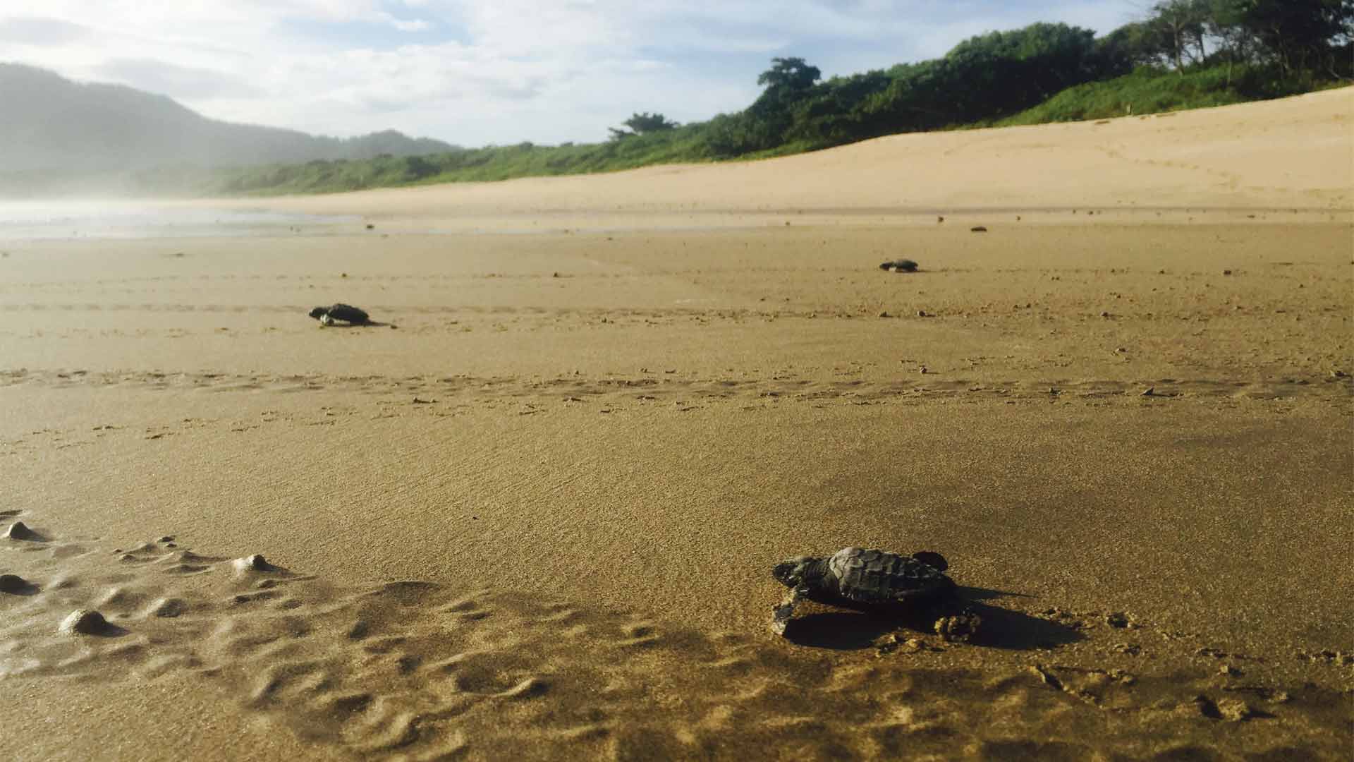 Baby leatherback turtles migrating from nest to sea on sandy beach at Playa Grande, Costa Rica