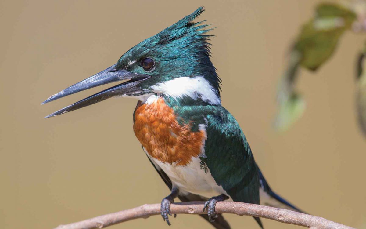 Profile close-up of an Amazon kingfisher bird on a branch with its beak open