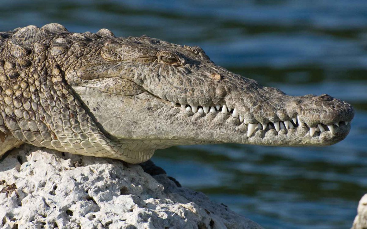 Profile close-up of American crocodile laying on a rock by water