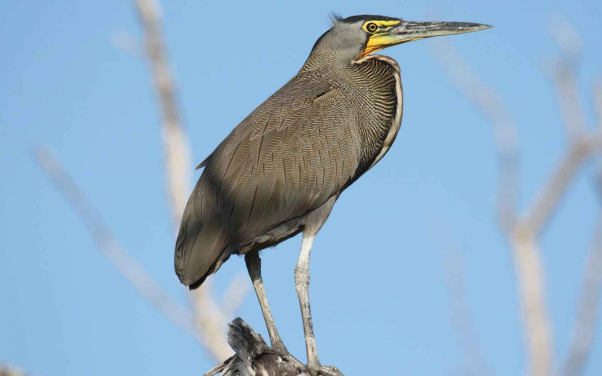 Profile close-up of a Bare-throated tiger heron standing at the top of a bare tree in blue sky