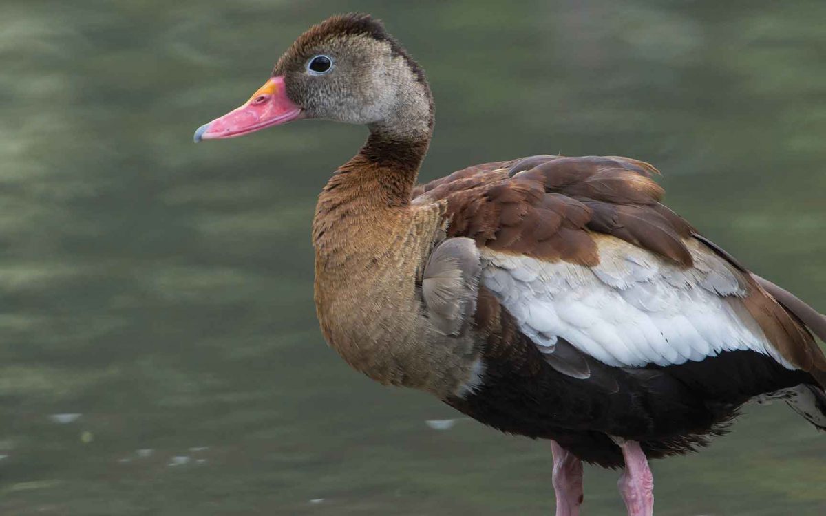 Profile close-up of a Black-bellied whistling duck standing by water