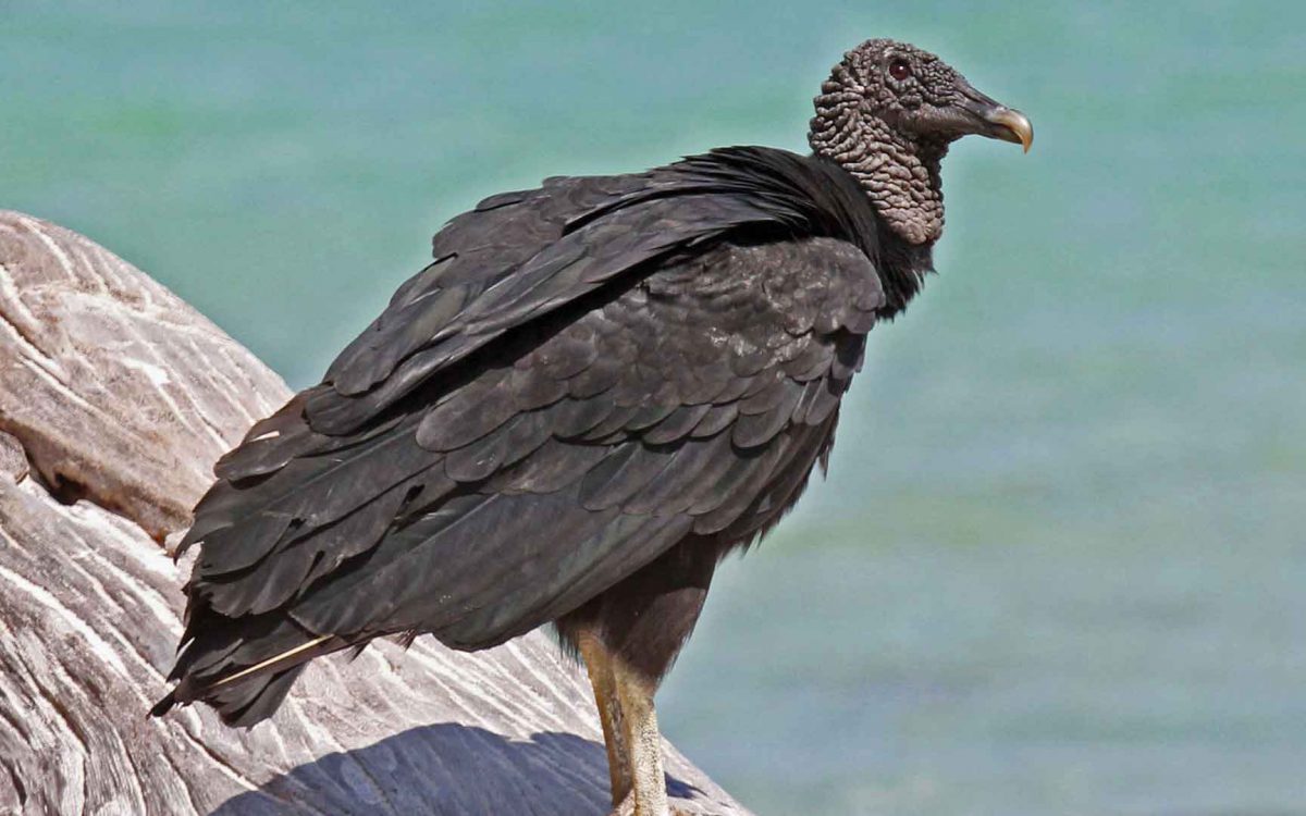 Close-up profile of a black vulture on a log by the water