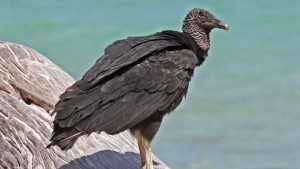 Close-up profile of a black vulture on a log by the water
