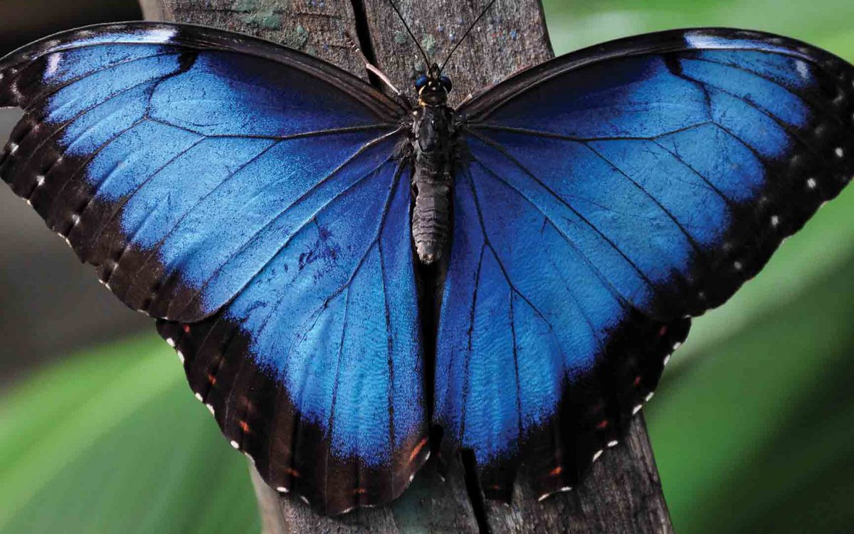 Close-up of blue Morpho butterfly wingspan on branch