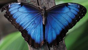 Close-up of blue Morpho butterfly wingspan on branch