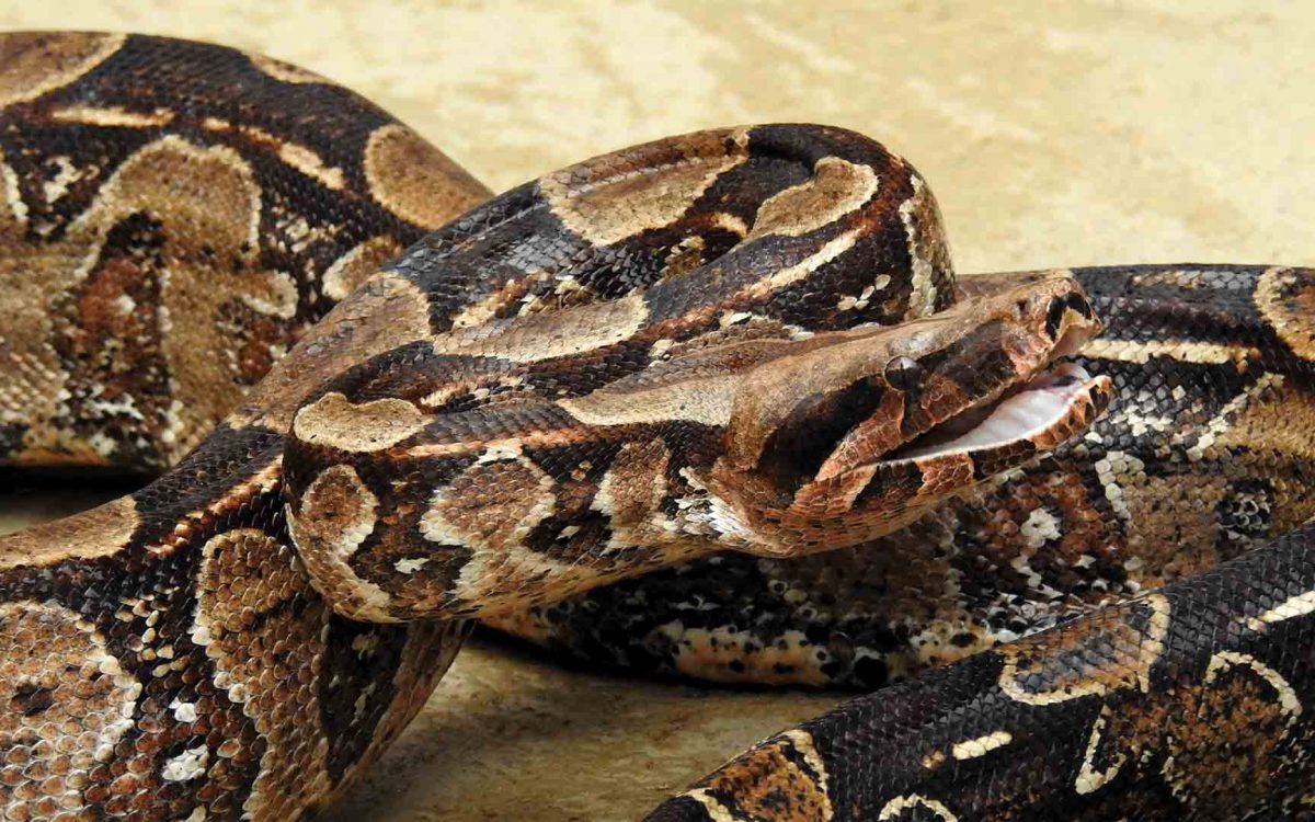 Close-up of open-mouthed boa constrictor snake with mouth slightly opened