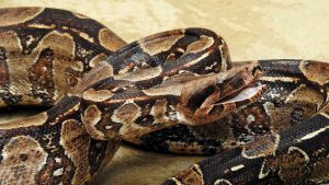 Close-up of open-mouthed boa constrictor snake with mouth slightly opened