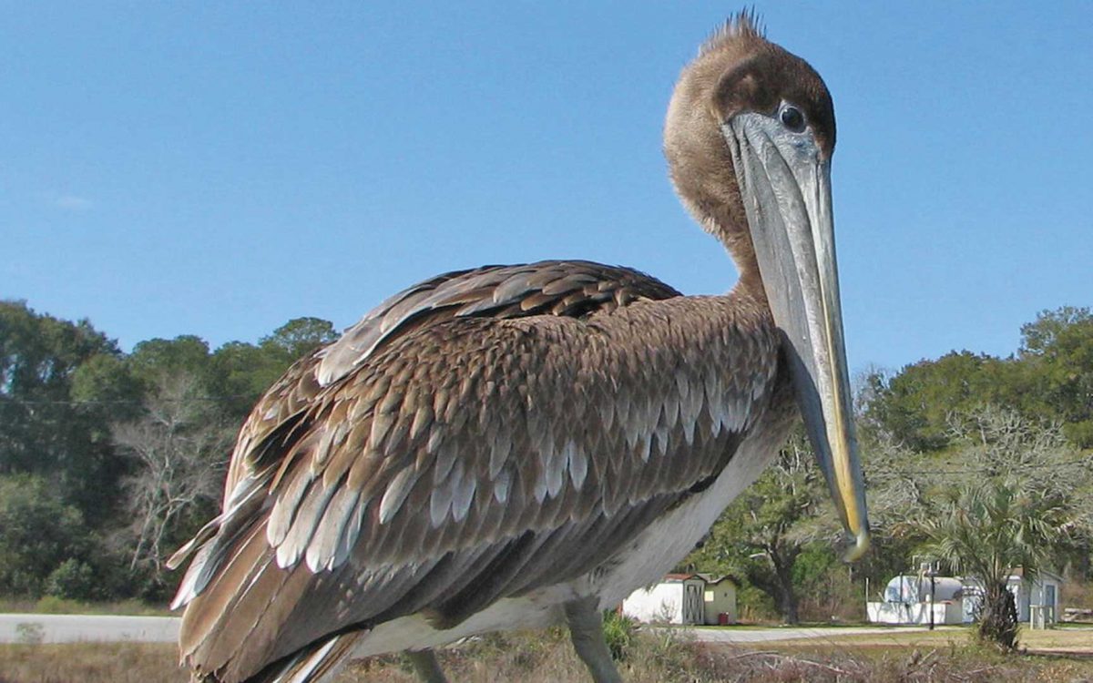 Profile of a Brown pelican walking in a rural area