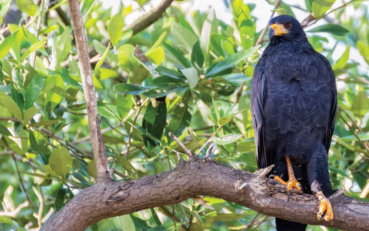 A common black hawk standing on a branch in a tree