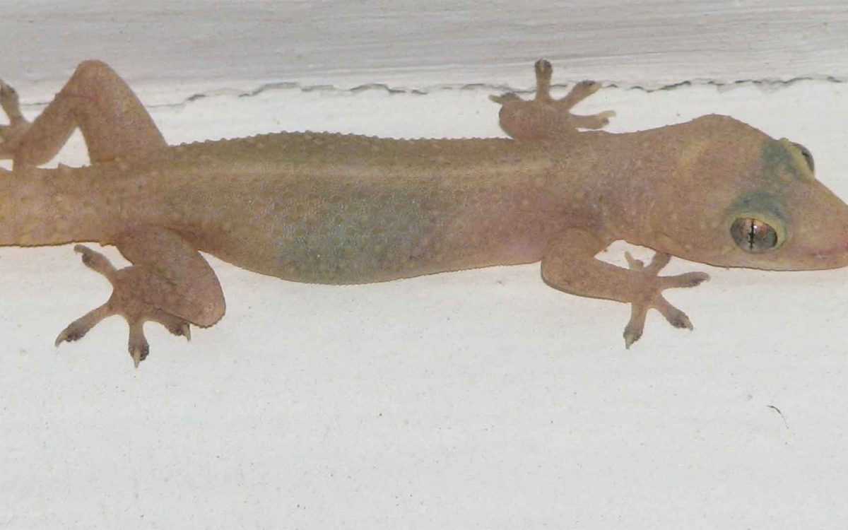 Close-up of translucent house gecko on white wall