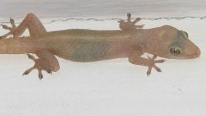 Close-up of translucent house gecko on white wall