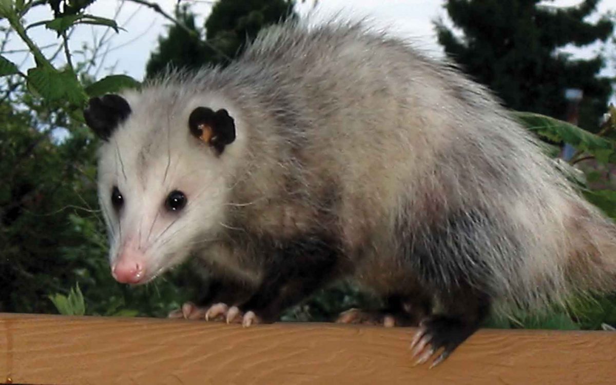 Close-up of a common opossum on a wooden rail