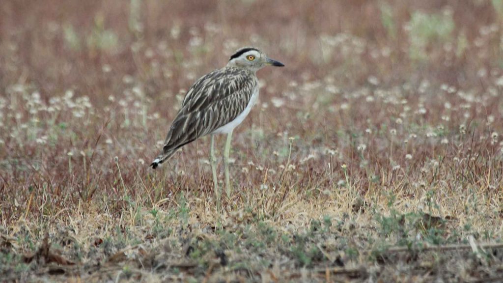 Double-Striped Thick Knee
