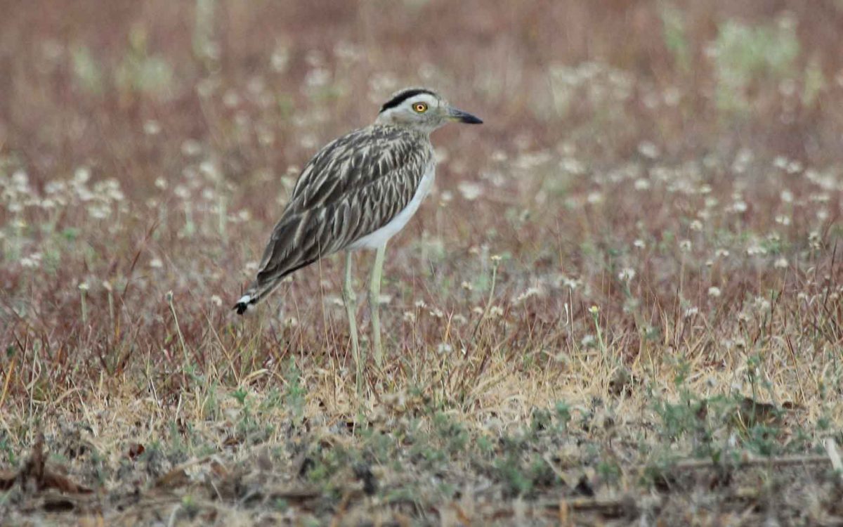 A Double striped thick knee bird standing in a flower pasture