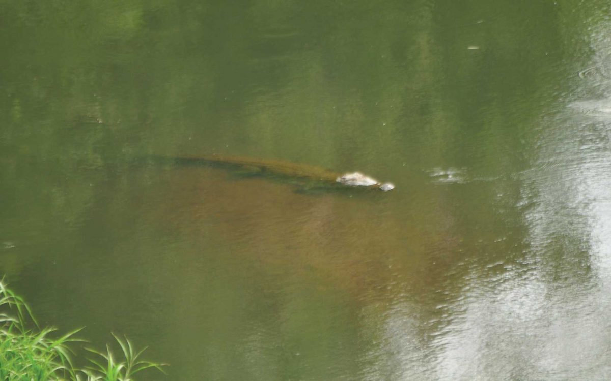 Crocodile swimming underwater in the estuary at Las Baulas National Park