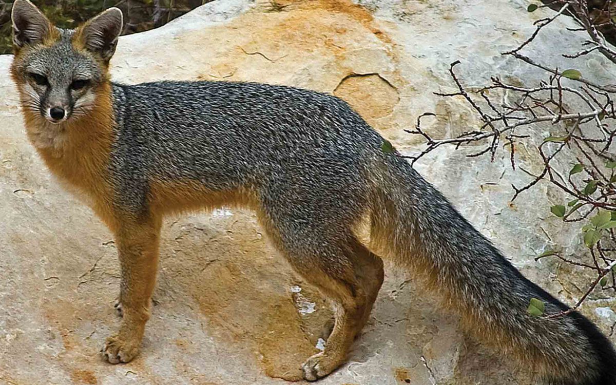 Gray fox looking into the camera standing on a rock