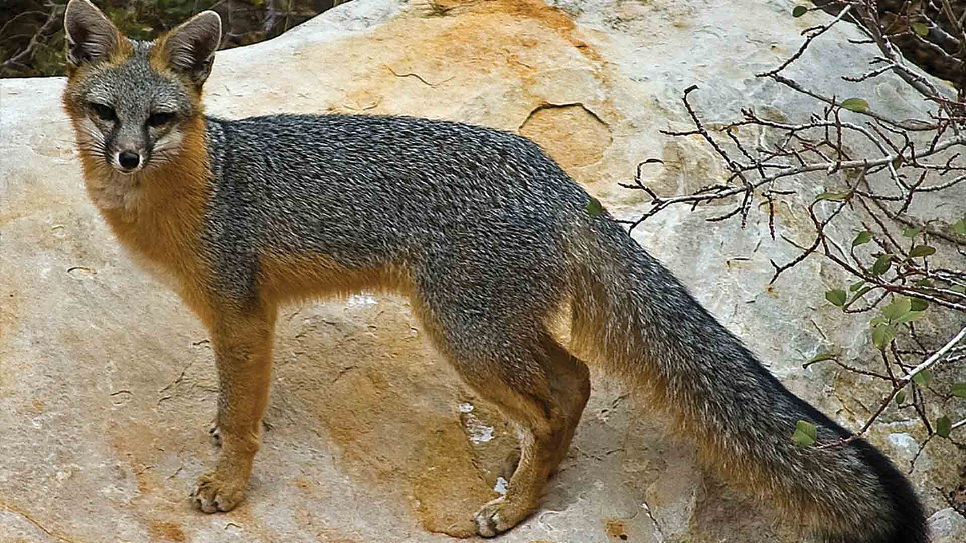 Дикая лиса название. Urocyon cinereoargenteus. Лисы семейство псовых. Пампасская лисица. Серая лисица Южная Америка.