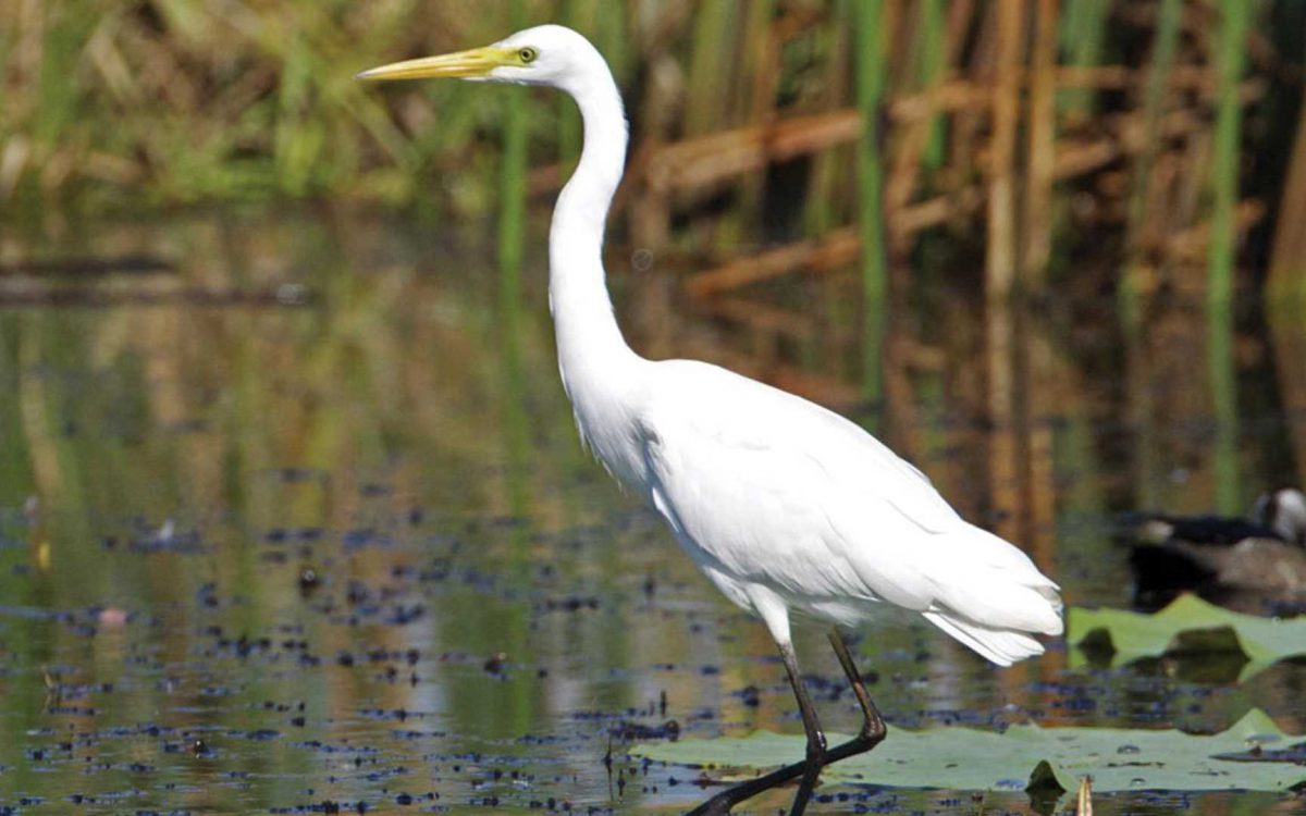 Profile of a Great Egret walking in a shallow pond