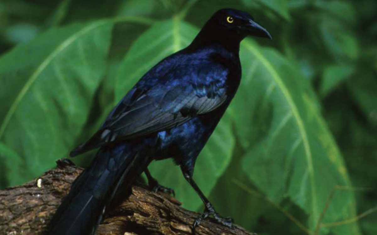 Close-up of a dark blue Great tailed grackle bird with sharp yellow eyes standing on a branch