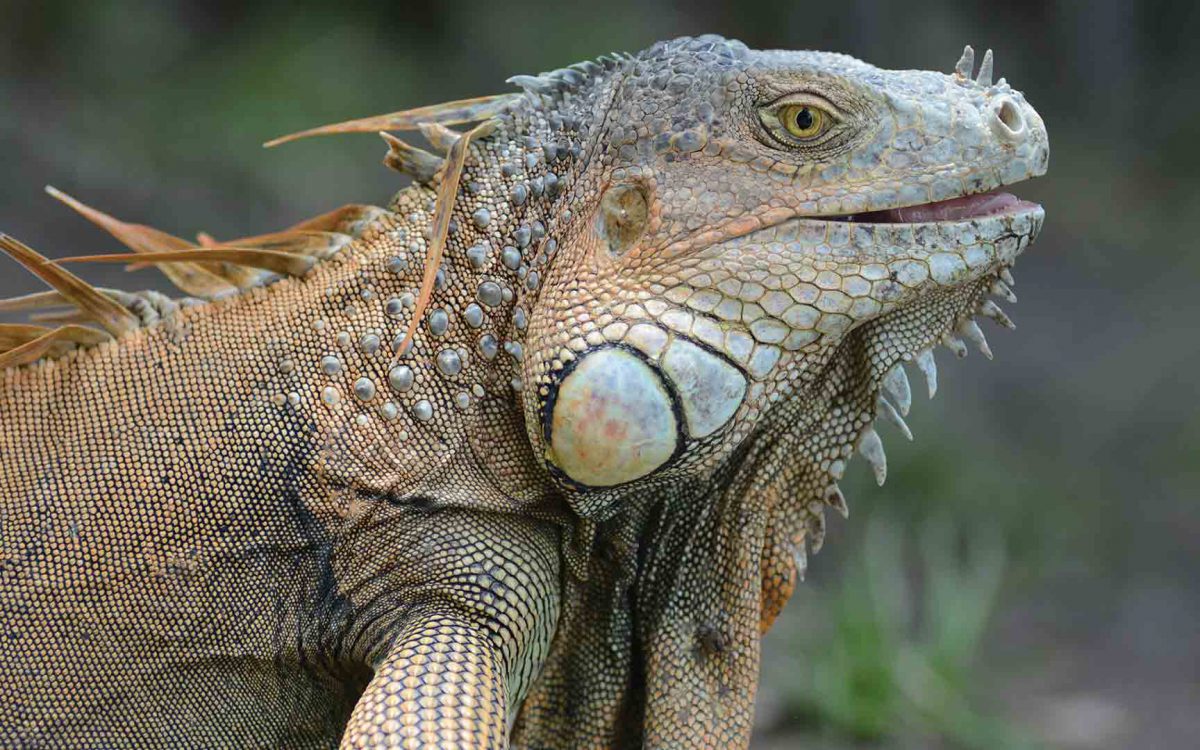 Profile close-up of green iguana with mouth slightly open