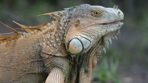 Profile close-up of green iguana with mouth slightly open