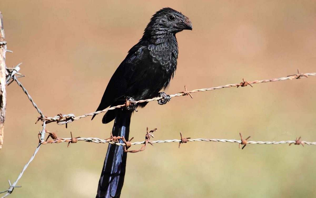 A black Groove Billed Ani bird sitting on a barbed wire