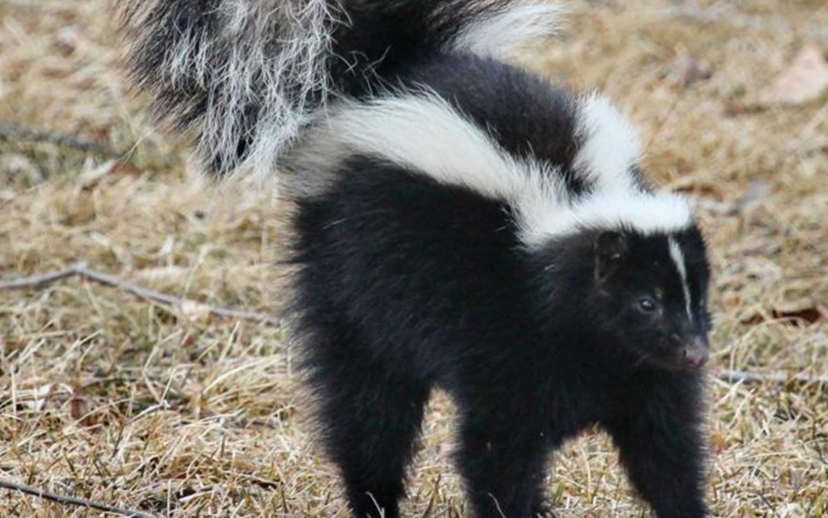 Close-up of hooded skunk with raised tail in dry grass