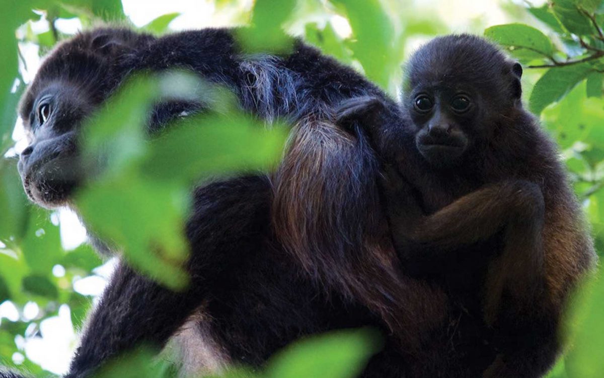 Howler monkey mother with baby on her back in a tree shrouded by bright green leaves