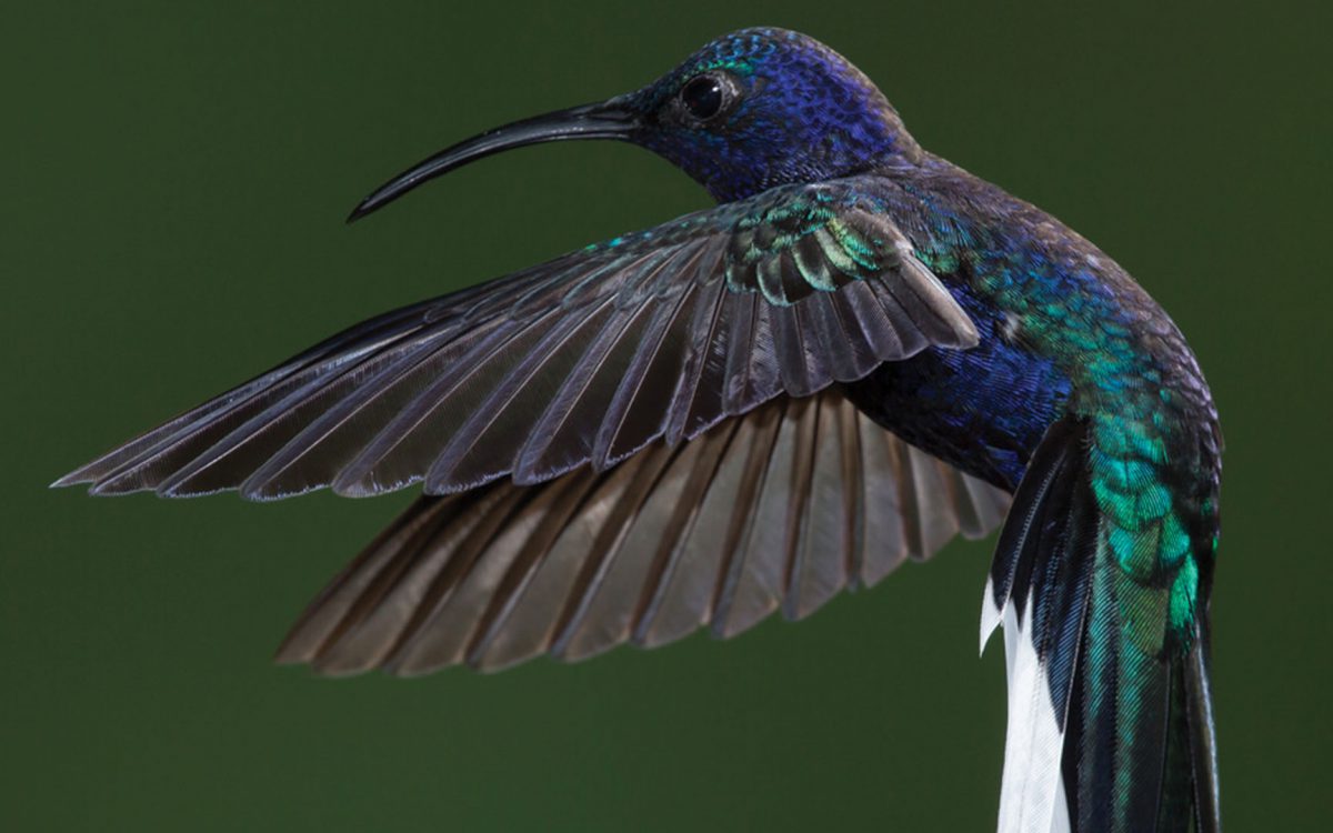 A profile close-up of a royal blue and turquoise hummingbird flapping its wings
