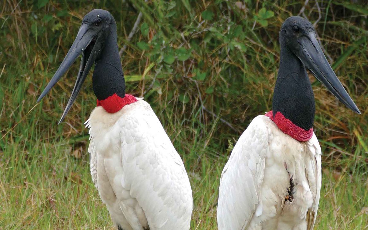 Two Jabirus standing side by side looking opposite ways in a grassy pasture