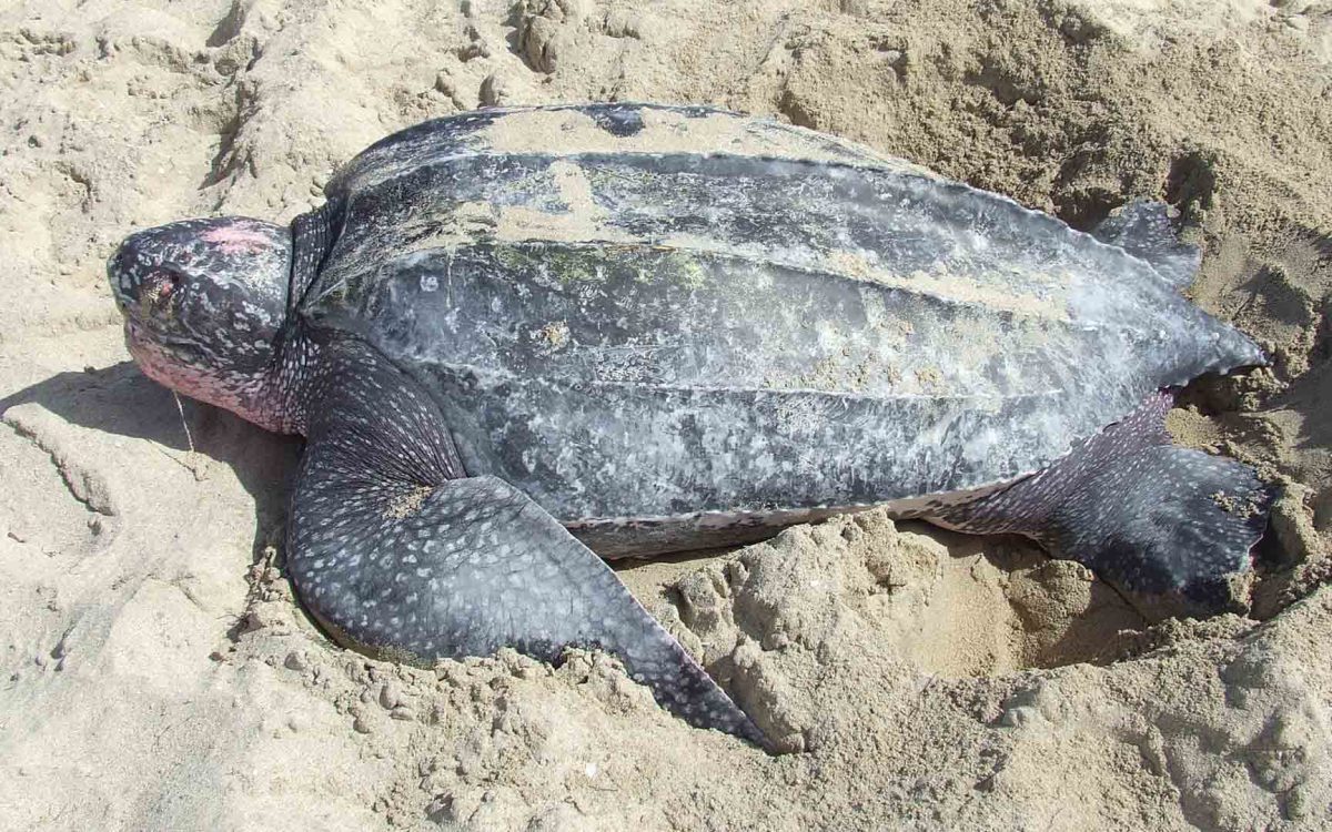 A large Leatherback turtle on dry sand at the beach