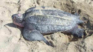 A large Leatherback turtle on dry sand at the beach