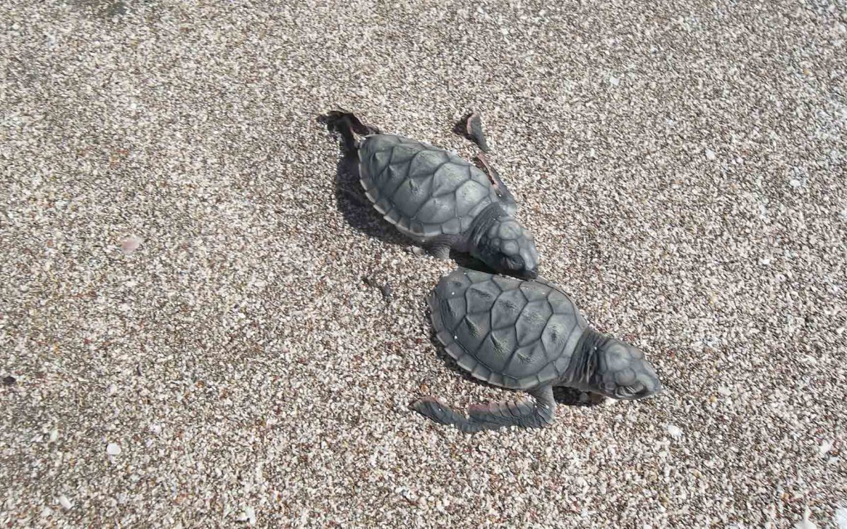 Two juvenile Leatherback turtles on the beach in Playa Grande, Costa Rica