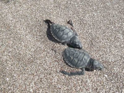 Two juvenile Leatherback turtles on the beach in Playa Grande, Costa Rica