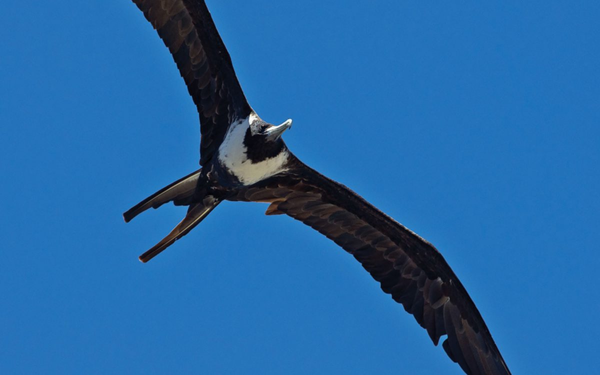 Looking up at a Magnificent Frigatebird flying in blue sky