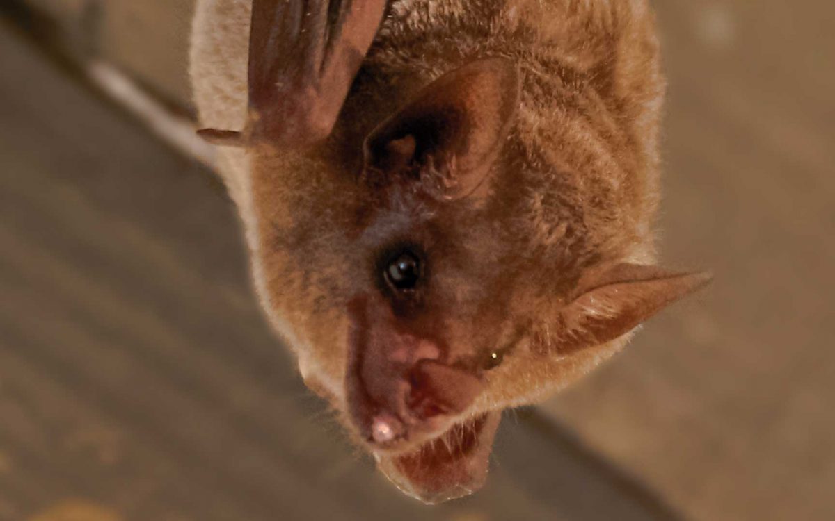 Close-up looking up into the face of a hanging Mexican Long-Tongued Bat