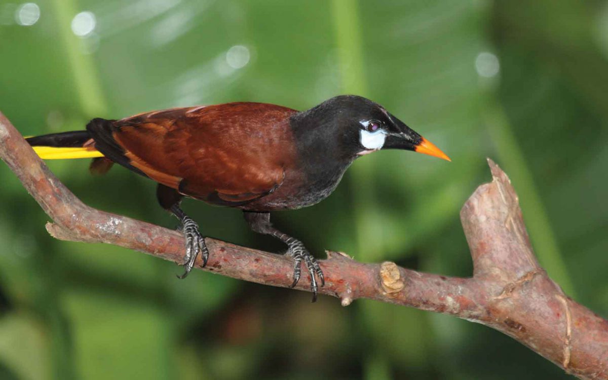 Profile close-up of a Montezuma Oropendola bird on a branch in the jungle