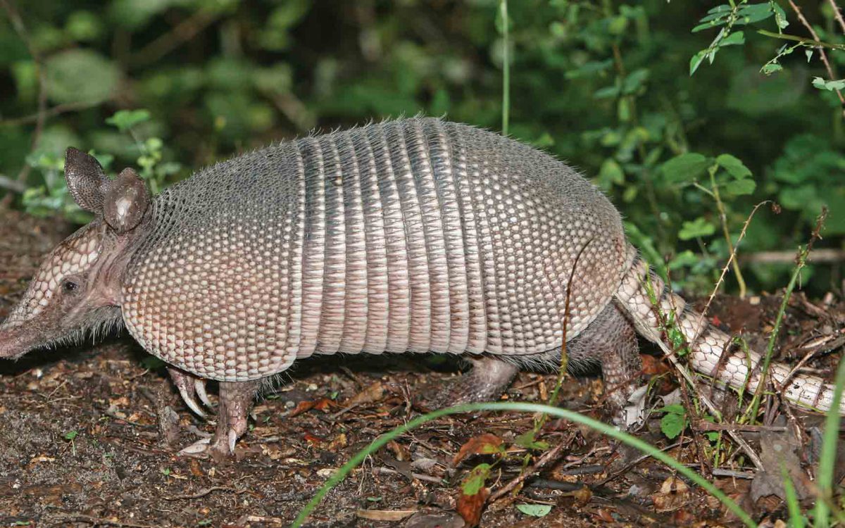 Side-view close-up of a nine-banded armadillo walking in forest surroundings