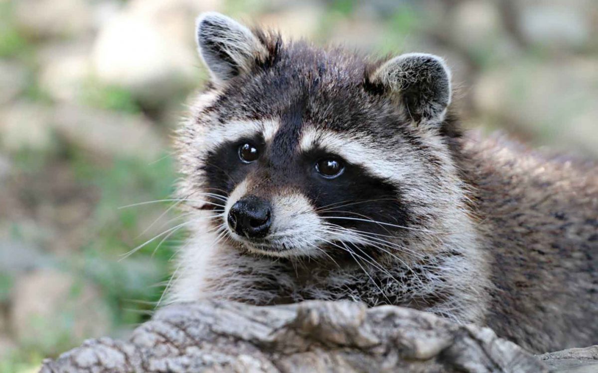 Close-up of raccoon looking up with glistening eyes